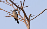 White-rumped Cuckooshrike