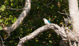 Beach Kingfisher (Todiramphus saurophaga)