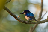 Blue-white Kingfisher (Todiramphus diops)