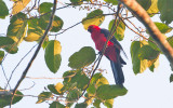 Moluccan King Parrot