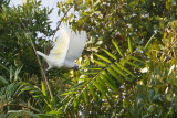 White Cockatoo