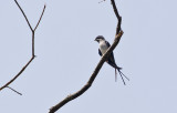 Moustached Treeswift