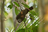 Halmahera Oriole