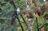 Great Cuckoo Dove