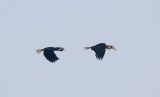 Papuan Hornbills