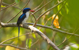 Common Paradise Kingfisher