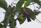 Black-ringed White-eye