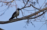 Piping Crow