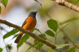 Blue-fronted Blue Flycatcher