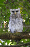 Barred Eagle Owl