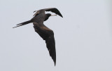 Great Frigatebird