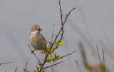 Common Whitethroat (Trnsngare)