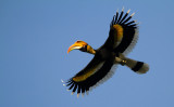 Great Hornbill