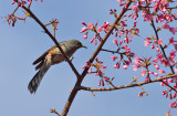 Long-tailed Sibia