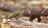 Red-flanked Bluetail