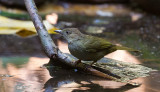 Grey-eyed Bulbul