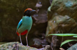 Hooded Pitta