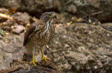 Crested Goshawk