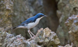 Siberian Blue Robin