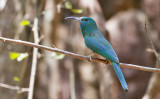 Blue-bearded Bee-eater