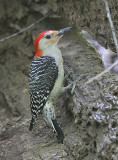 Red-bellied Woodpecker