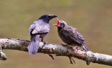 Common Grackle