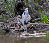 Great Blue Heron