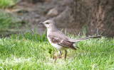 Northern Mockingbird