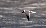 Laughing Gull