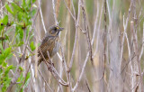 Seaside Sparrow