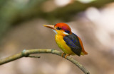 Black-backed Kingfisher (Oriental Dwarf)