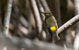 Yellow-rumped Flycatcher, young male