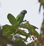 Layards Parakeet