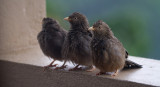 Yellow-billed Babblers