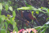 Green-billed Coucal