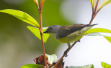 Legges Flowerpecker