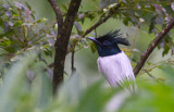 Indian Paradise Flycatcher