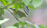 Sri Lanka White-eye