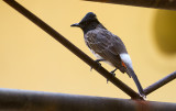 Red-vented Bulbul