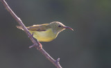 Green-tailed Sunbird, female