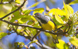 Yellow-bellied Flowerpecker at DI