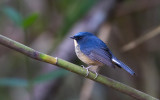 Slaty-blue Flycatcher