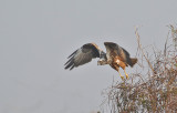 Eastern Marsh Harrier