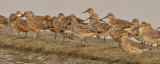 Great & Red Knots