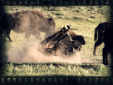 Rolling Buffalo Yellowstone 