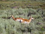 Antelope-Prong Horn 