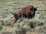 Buffalo and Calf 