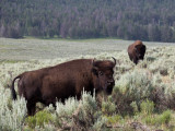 Buffalo in Yellowstone 