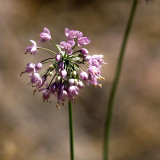 Mountain Top Flower 