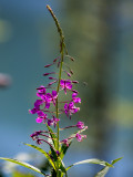 Fushia Flowers n Fly Lake Background_rp.jpg